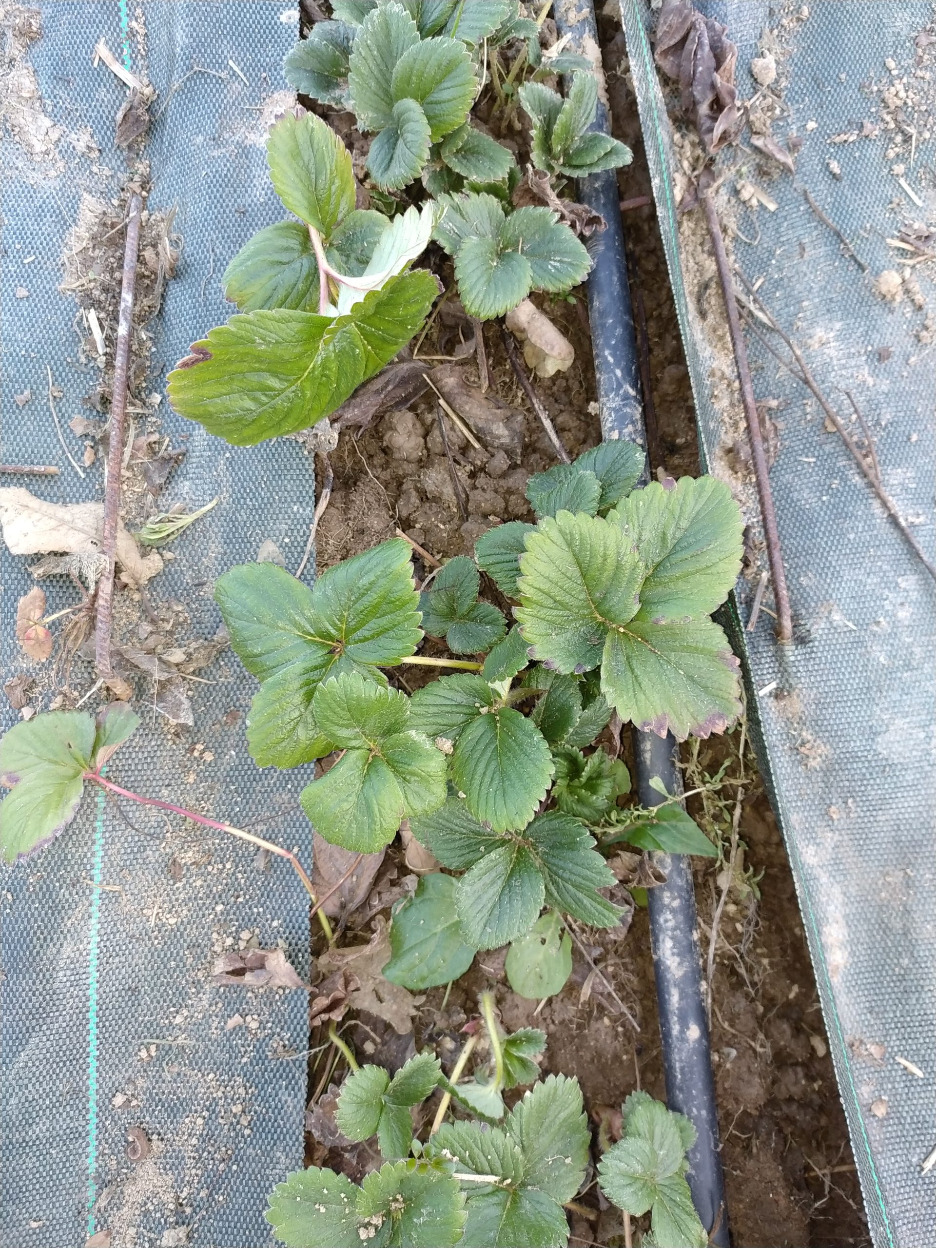 basilic et menthe